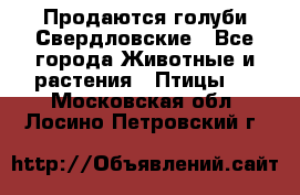 Продаются голуби Свердловские - Все города Животные и растения » Птицы   . Московская обл.,Лосино-Петровский г.